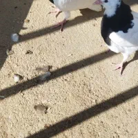 طوقی سیاه|پرنده|میاندوآب, |دیوار