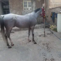 نریون مدارک دار|اسب و تجهیزات اسبسواری|ایلام, |دیوار