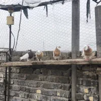 کبوتر|پرنده|شیراز, ماه فیروزان|دیوار