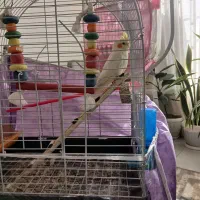 عروس هلندی|پرنده|چناران, |دیوار