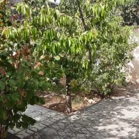 ویلائی-260-متر-مناسب-سالن-و
