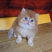 بچه گربه های اصیل و نایس( ایران کتز)|گربه|اصفهان, احمدآباد|دیوار