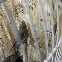 فروش عروس هلندی|پرنده|فسا, |دیوار