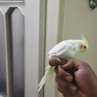 دو عدد عروس هلندی ماده