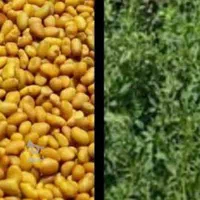 بذریونجه یک1 محلی اصل بمی در بم|خدمات باغبانی و درختکاری|بم, |دیوار