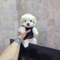 پامر کراس عروسکی سایز ریز مینیاتوری جیبی