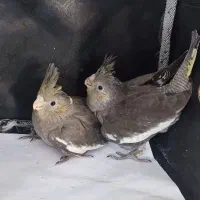 عروس هلنذی
