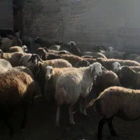 سلام خدمت عشقبازان ۱۰۰راس میش از قوچ همو آبستن
