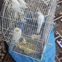 عروس هلندی نر و ماده|پرنده|چمران, |دیوار