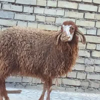 بره|حیوانات مزرعه|اهواز, زیتون کارمندی|دیوار