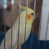 عروس هلندی نر دستی و سخنگو مست|پرنده|تاکستان, |دیوار