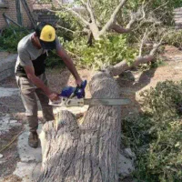 خرید درخت وچوب سقفی در باغچه و حیاط،