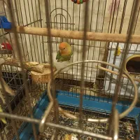 برزیلی|پرنده|تهران, آذربایجان|دیوار