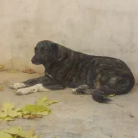 سگ ماده افغان