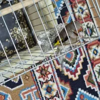 جوجه سهره ماده