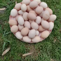 تخم مرغ محلی نطفه دار تضمینی