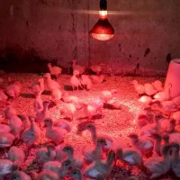 لامپ مادون قرمز/لامپ حرارتی/مادر مصنوعی|لامپ و چراغ|تهران, کن|دیوار