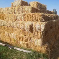 کلش گندم