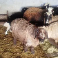 میش شیشک بره دار|حیوانات مزرعه|مرودشت, نقش رستم|دیوار