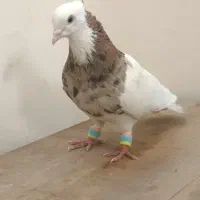 طوقی درجه یک