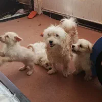 توله ۲ماهه|سگ|اسلامشهر, شهرک واوان|دیوار