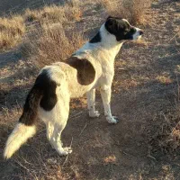 سگه گلی گوسفندی