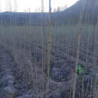 نهال صنوبر یک ساله با ریشه قوی