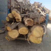 چوب ودرخت سرپا خریدارم