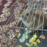 خرگوش هلندی باهوش|موش و خرگوش|سبزوار, شرق کال عیدگاه|دیوار