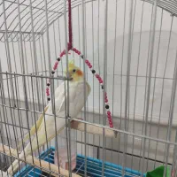 عروس هلندی دستی|پرنده|کاشان, فاز ۲ ناجی آباد|دیوار