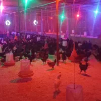 خروس محلی اصل