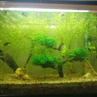 فروش آکواریوم شیشه خم