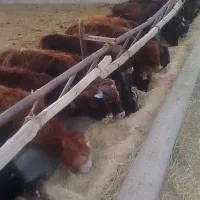 خریدگوساله لاغر وچاق