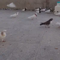 کبوترها طوقی تک پر