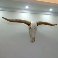 دیوارکوب شاخ گاو هندی