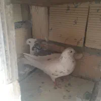 کبوتر|پرنده|کرمانشاه, |دیوار