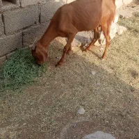 گتاج|حیوانات مزرعه|ایرانشهر, |دیوار