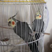 یک جفت عروس هلندی