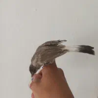 پرنده|پرنده|شیراز, اصلاح‌نژاد|دیوار