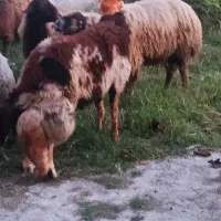 گوسقند.قوچ نر تخمی بروجردی