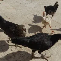 جوجه  مرغ