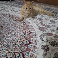 گربه زرد رنگ