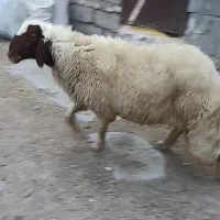 قوچ سنجابی ورن