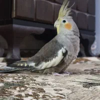 عروس هلندی 4 ماهه