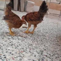 جوجه ۴ماهه