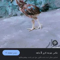 جوجه گمشده