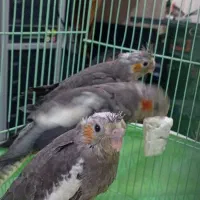 جوجه سرلاکی عروس هلندی (نزدیک دونخور شدن هستن)