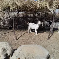 روغن گوسفند