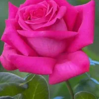 اجاره و رهن مغازه