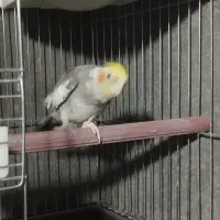 عروس هلندی مولد|پرنده|بیرجند, |دیوار